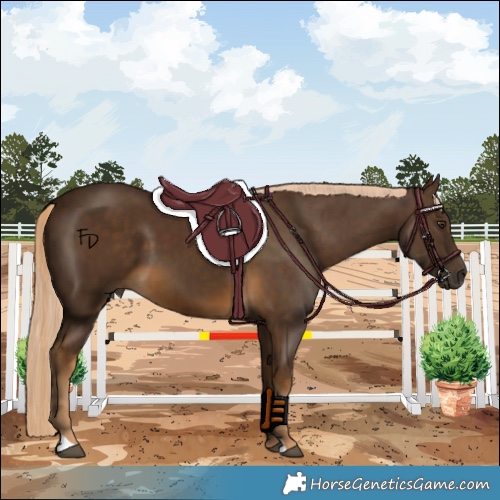 Horse Color:Chocolate Palomino 