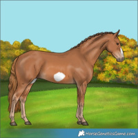 Horse Color:Chestnut Frame 