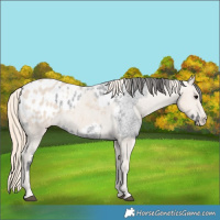 Horse Color:Blue Roan Blanket  and Smoky Creme Blanket 