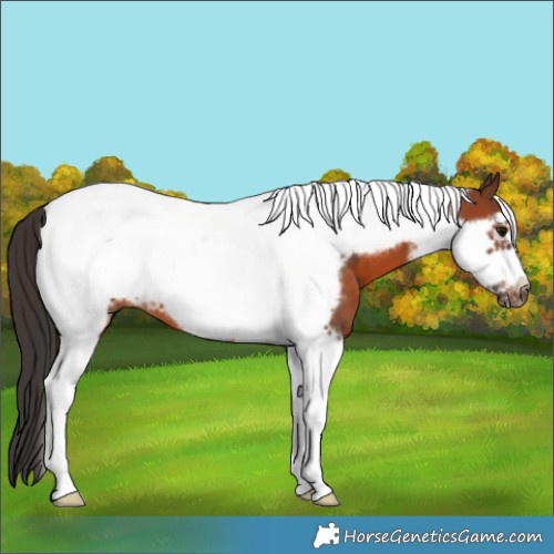 Horse Color:Brown Tobiano Frame 