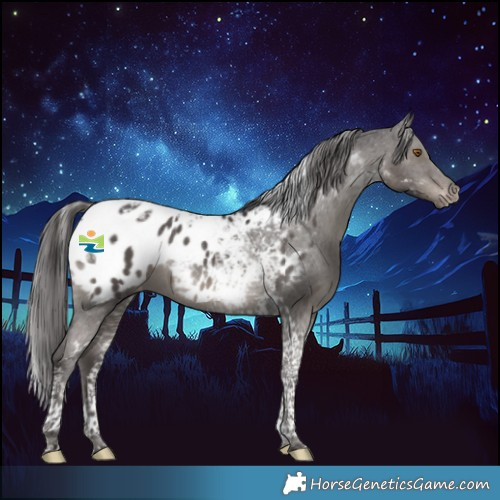 Horse Color:Smoky Black Tobiano Appaloosa 