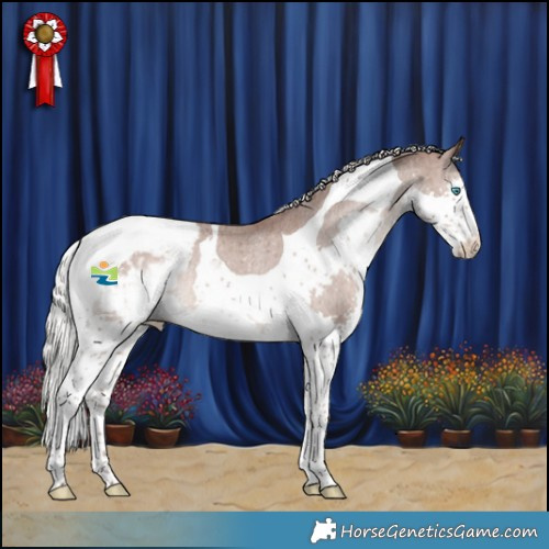 Horse Color:Silver Black Splash Tobiano Appaloosa Rabicano 