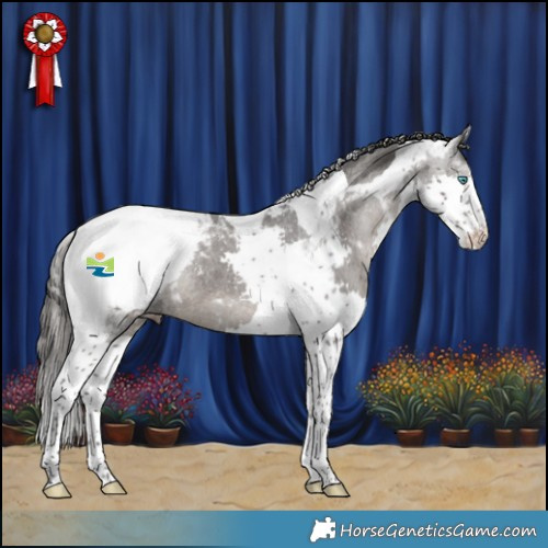 Horse Color:Black Splash Tobiano Appaloosa Rabicano 