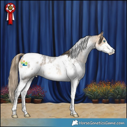 Horse Color:Buckskin Roan Splash Tobiano Appaloosa 