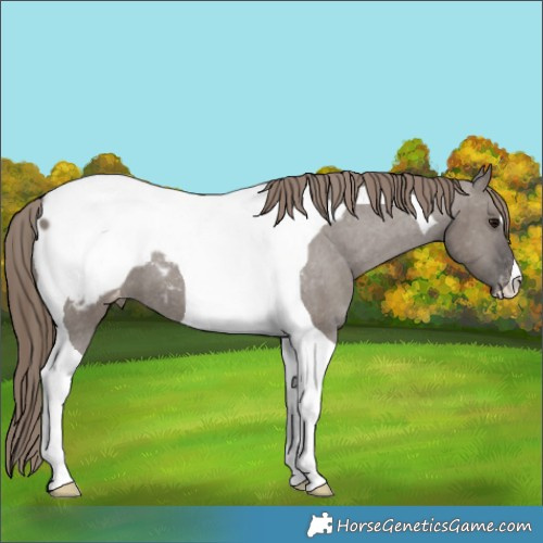 Horse Color:Smoky Grullo Tobiano Snowcap 
