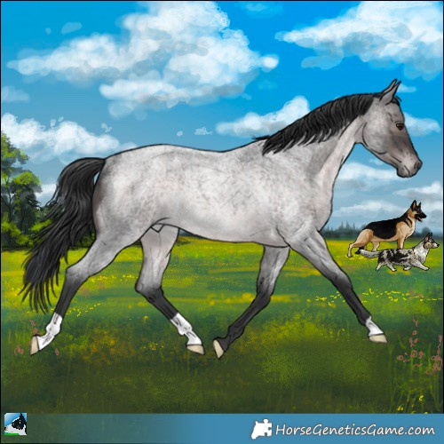 Horse Color:Platinum Brown Roan Rabicano