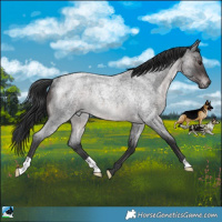 Horse Color:Platinum Brown Roan Rabicano 