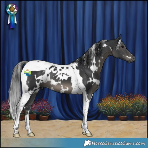 Horse Color:White Spotted Black Tobiano 
