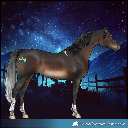 Horse Color:Brown Tobiano 