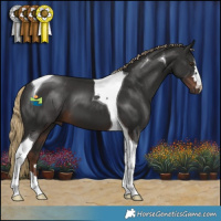 Horse Color:Liver Chestnut Tobiano