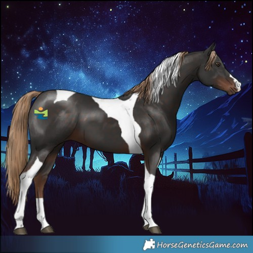 Horse Color:Liver Chestnut Tobiano 