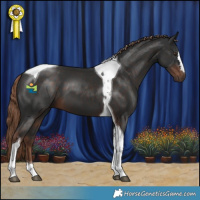 Horse Color:Liver Chestnut Tobiano