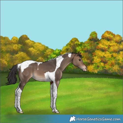 Horse Color:Brown Dun Tobiano Appaloosa 