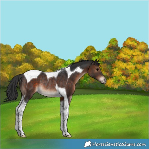 Horse Color:Brown Tobiano Rabicano 