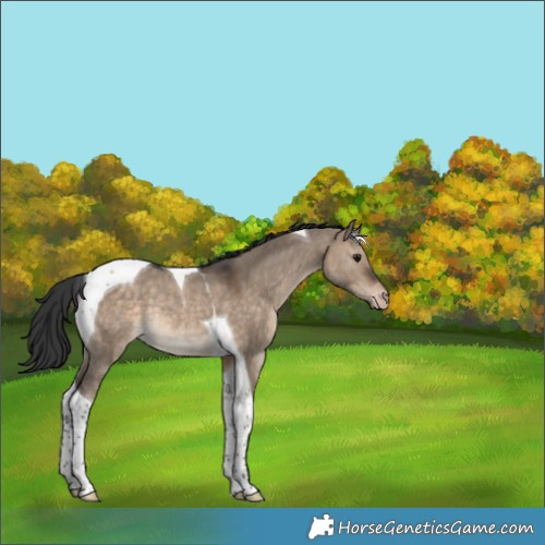 Horse Color:Bay Dun Tobiano Appaloosa Rabicano
