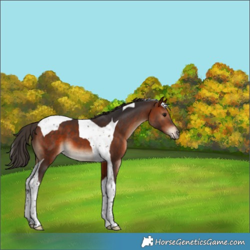Horse Color:Bay Tobiano 