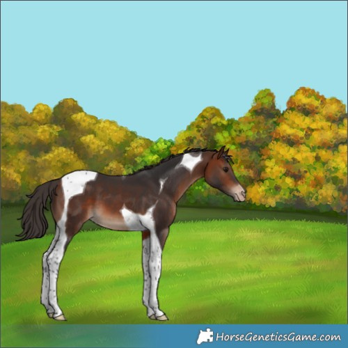 Horse Color:Bay Tobiano Varnish 