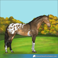 Horse Color:Gray Buckskin Dun Tobiano Appaloosa