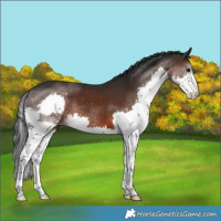 Horse Color:Brown Splash