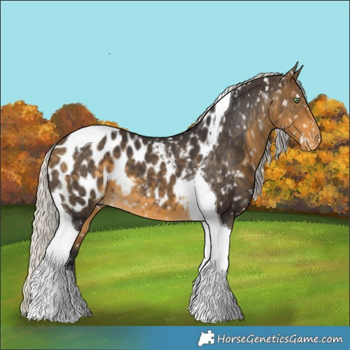 Horse Color:Silver Buckskin Tobiano Appaloosa