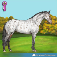 Horse Color:Brown Dun Appaloosa Rabicano and Brown Dun Appaloosa Rabicano Brindle