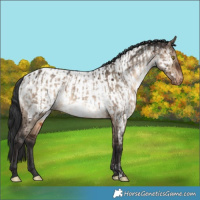 Horse Color:Brown Dun Appaloosa Rabicano  and Brown Dun Appaloosa Rabicano Brindle 