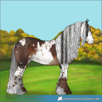 Horse Color:White Spotted Liver Chestnut  and Liver Red Dun Leopard Rabicano 