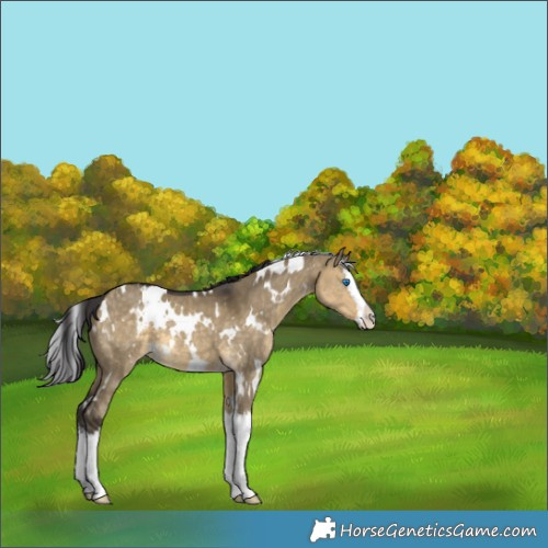 Horse Color:White Spotted Buckskin Dun Splash 