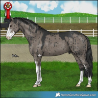 Horse Color:Grullo Sabino Brindle 