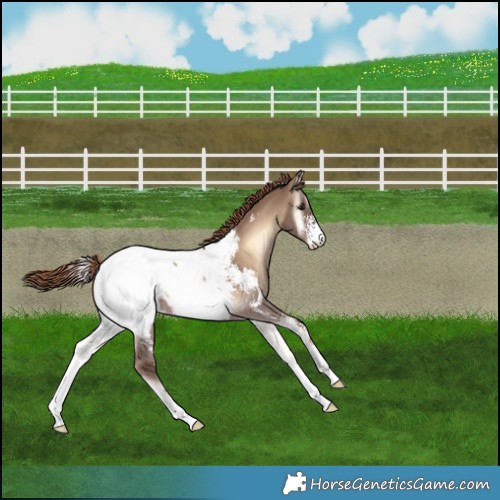 Horse Color:Liver Red Dun Onyx Sabino Appaloosa 