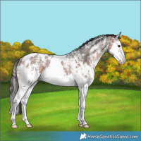 Horse Color:White Spotted Bay Ice Sabino Splash Rabicano 