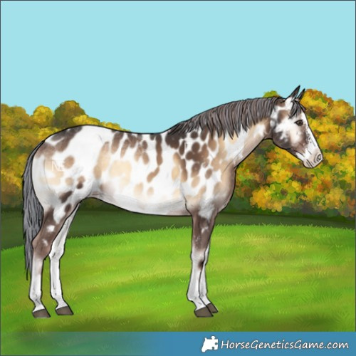 Horse Color:Painted Liver Red Onyx Sabino Splash Near Leopard
