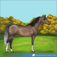 Horse Color:Brown Dun Tobiano Rabicano