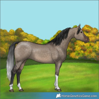 Horse Color:Brown Dun Tobiano Rabicano