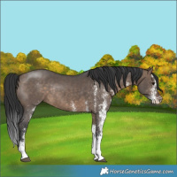 Horse Color:White Spotted Brown Dun Rabicano 