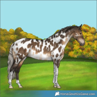 Horse Color:Gray Silver Brown Dun Tobiano Near Leopard Brindle 