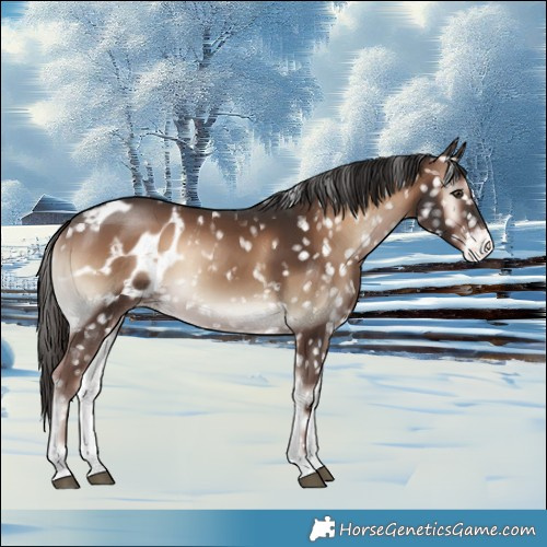Horse Color:Liver Red Onyx Blanket