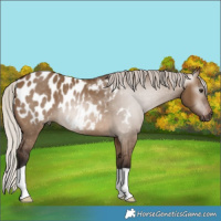 Horse Color:Gray Silver Bay Dun Blanket 