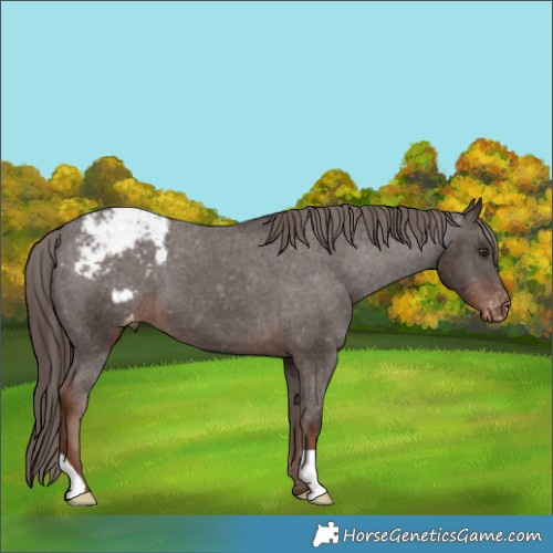 Horse Color:Liver Chestnut Appaloosa 
