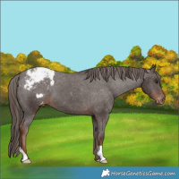 Horse Color:Liver Chestnut Varnish 