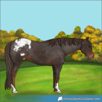 Horse Color:Liver Chestnut Appaloosa 
