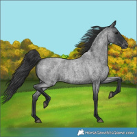 Horse Color:Blue Roan Varnish