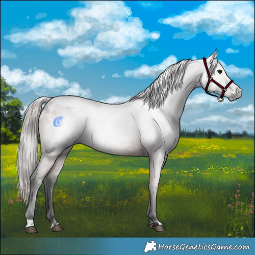 Horse Color:Gray Bay Appaloosa 