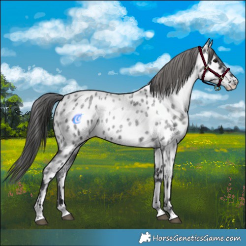 Horse Color:Blue Roan Appaloosa 