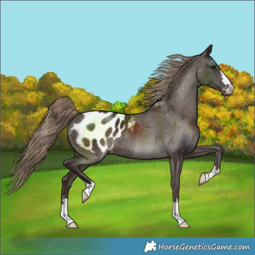 Horse Color:Liver Chestnut Blanket