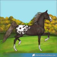 Horse Color:Liver Chestnut Appaloosa