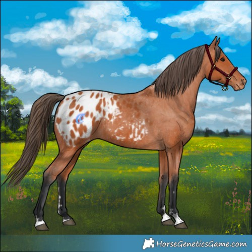 Horse Color:Bay Appaloosa 