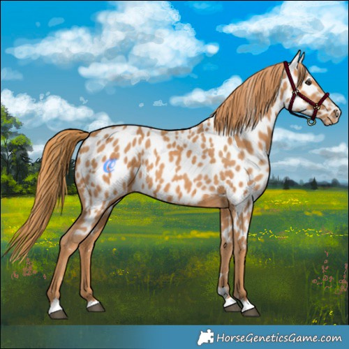 Horse Color:Chestnut Appaloosa 