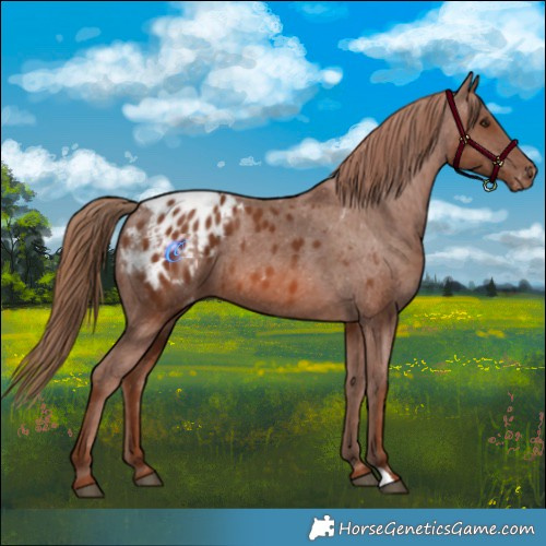 Horse Color:Chestnut Appaloosa 