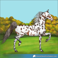 Horse Color:Bay Leopard 